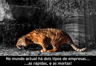 No mundo actual há dois tipos de empresas….
          ...as rápidas, e as mortas!
info@profitability.pt
 