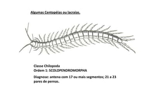 Algumas Centopéias ou lacraias.




 Classe Chilopoda
 Ordem 1: SCOLOPENDROMORPHA
 Diagnose: antena com 17 ou mais segmentos; 21 a 23
 pares de pernas.
 