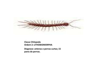 Classe Chilopoda
Ordem 2: LITHOBIOMORPHA
Diagnose: antenas e pernas curtas; 15
pares de pernas.
 