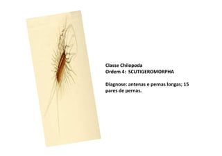 Classe Chilopoda
Ordem 4: SCUTIGEROMORPHA

Diagnose: antenas e pernas longas; 15
pares de pernas.
 