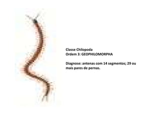 Classe Chilopoda
Ordem 3: GEOPHILOMORPHA

Diagnose: antenas com 14 segmentos; 29 ou
mais pares de pernas.
 