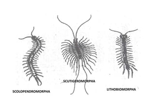 SCUTIGEROMORPHA

                                      LITHOBIOMORPHA
SCOLOPENDROMORPHA
 