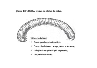 Classe DIPLOPODA: embuá ou piolho-de-cobra.




             1.Características:
                Corpo geralmente cilíndrico;
                Corpo dividido em cabeça, tórax e abdome;
                Dois pares de pernas por segmento;
                Um par de antenas;
 