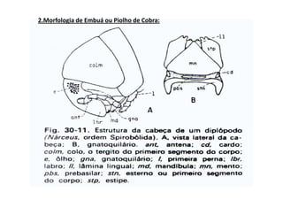 2.Morfologia de Embuá ou Piolho de Cobra:
 