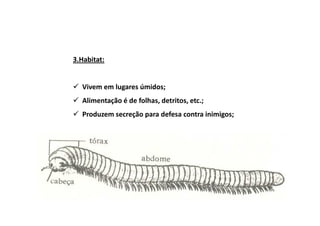 3.Habitat:


  Vivem em lugares úmidos;
  Alimentação é de folhas, detritos, etc.;
  Produzem secreção para defesa contra inimigos;
 