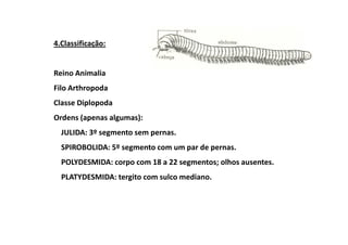4.Classificação:


Reino Animalia
Filo Arthropoda
Classe Diplopoda
Ordens (apenas algumas):
  JULIDA: 3º segmento sem pernas.
  SPIROBOLIDA: 5º segmento com um par de pernas.
  POLYDESMIDA: corpo com 18 a 22 segmentos; olhos ausentes.
  PLATYDESMIDA: tergito com sulco mediano.
 