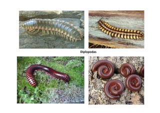 Diplopodas
 
