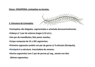 Classe CHILOPODA: centopéias ou lacraias.




1- Estrutura da Centopéia:

•Centopéias são delgadas, segmentadas e achatada dorsoventralmente;
•Cabeça c/ 1 par de antenas longas (+12 art.);
•Um par de mandíbulas; Dois pares maxilas;
•Corpo composto de 15 a 181 segmentos;
•Primeiro segmento contém um par de garras c/ 4 artículos (forcípula);
•Forcípula é a estrutura inoculadora de veneno;
•Outros segmentos com 1 par de pernas p/ seg., exceto nos dois
 últimos segmentos;
 