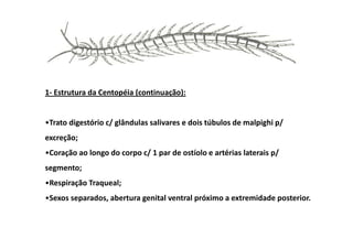 1- Estrutura da Centopéia (continuação):


•Trato digestório c/ glândulas salivares e dois túbulos de malpighi p/
excreção;
•Coração ao longo do corpo c/ 1 par de ostíolo e artérias laterais p/
segmento;
•Respiração Traqueal;
•Sexos separados, abertura genital ventral próximo a extremidade posterior.
 