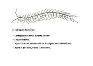 2- Hábitos da Centopéia:

• Centopéias são ativas durante a noite;
• São predadoras;
• A presa é morta pelo veneno e é mastigada pelas mandíbulas;
• Algumas põe ovos, outras são vivíparas.
 