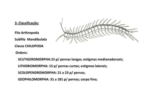 3- Classificação:

Filo Arthropoda
Subfilo Mandibulata
Classe CHILOPODA
Ordens:
  SCUTIGEROMORPHA:15 p/ pernas longas; estígmas medianodorsais;
  LITHOBIOMORPHA: 15 p/ pernas curtas; estigmas laterais;
  SCOLOPENDROMORPHA: 21 a 23 p/ pernas;
  GEOPHILOMORPHA: 31 a 181 p/ pernas; corpo fino;
 