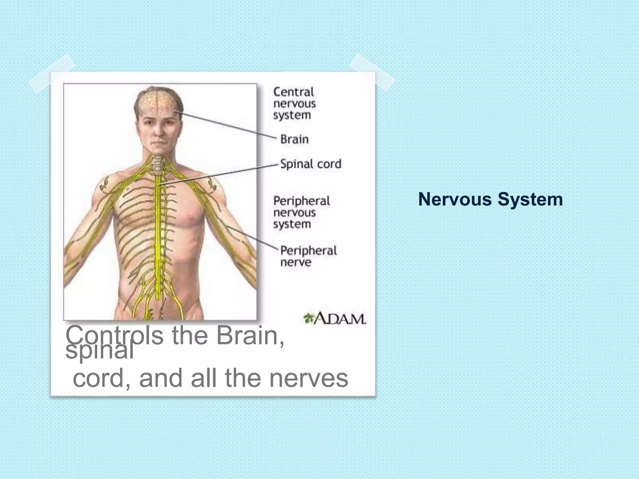 Nervous System 
Controls the Brain, 
spinal 
cord, and all the nerves 
 