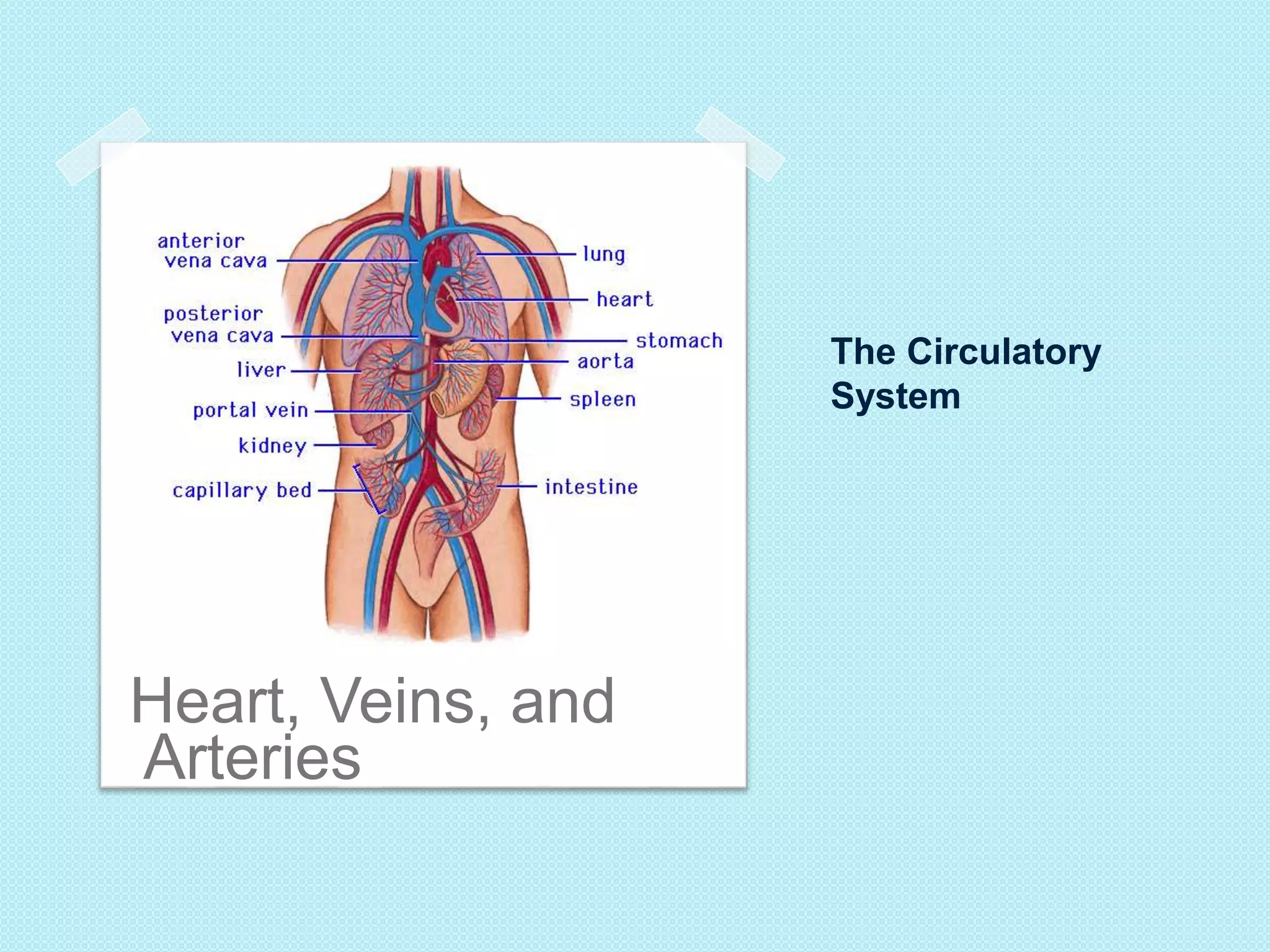 The Circulatory 
System 
Heart, Veins, and 
Arteries 
 