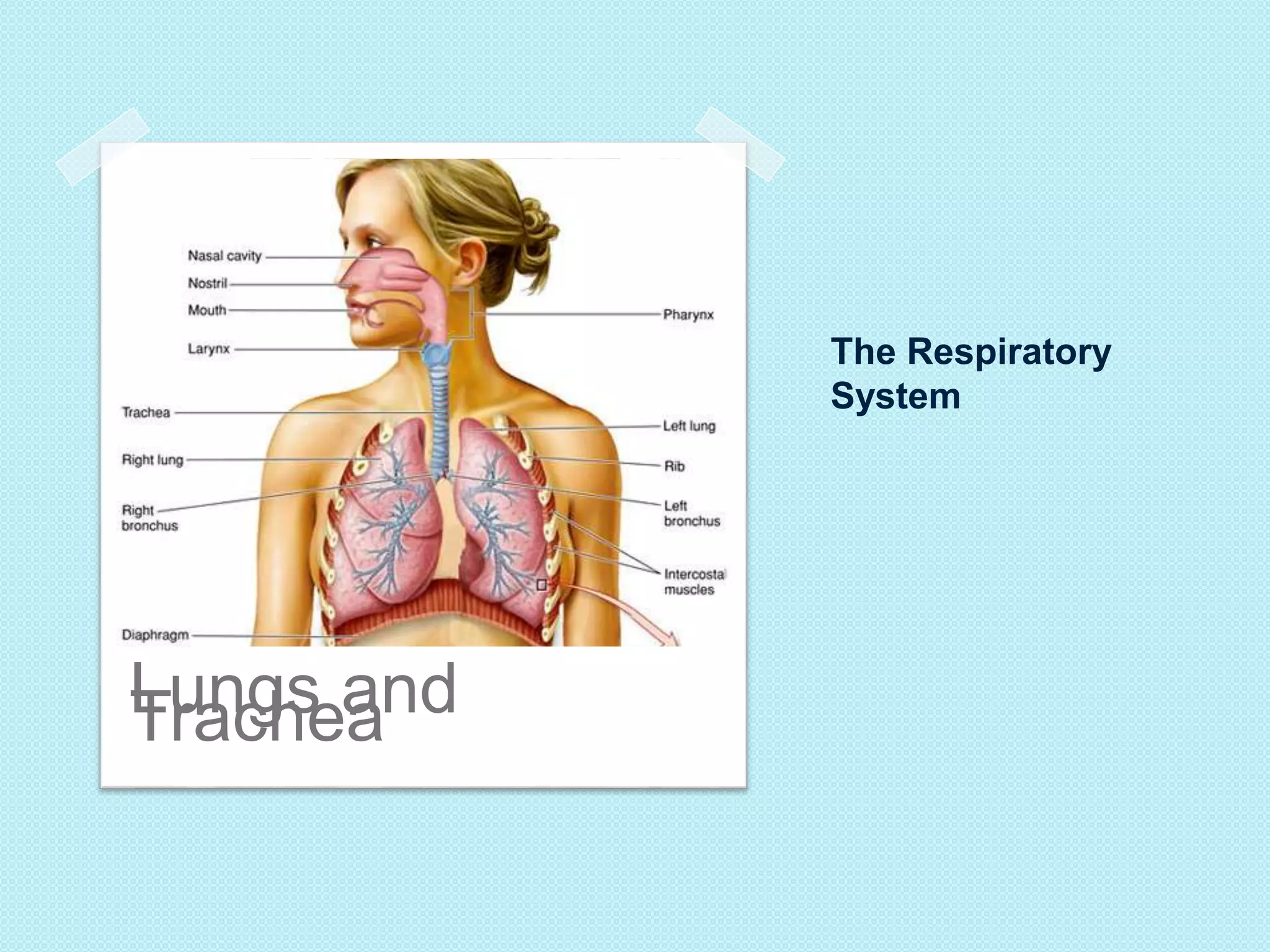The Respiratory 
System 
LTurancghse aand 
 