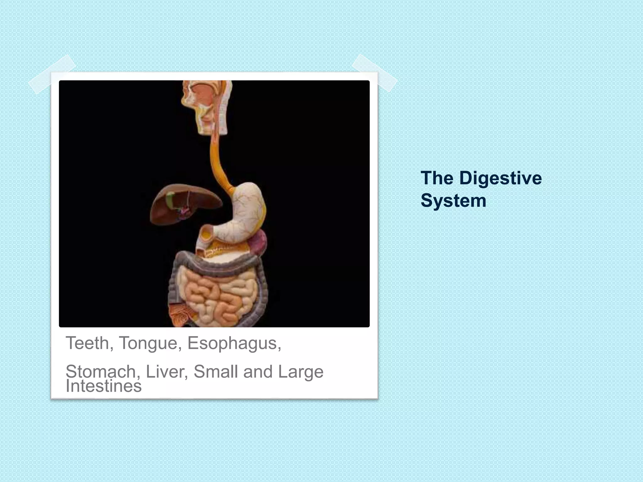 The Digestive 
System 
Teeth, Tongue, Esophagus, 
Stomach, Liver, Small and Large 
Intestines 
 