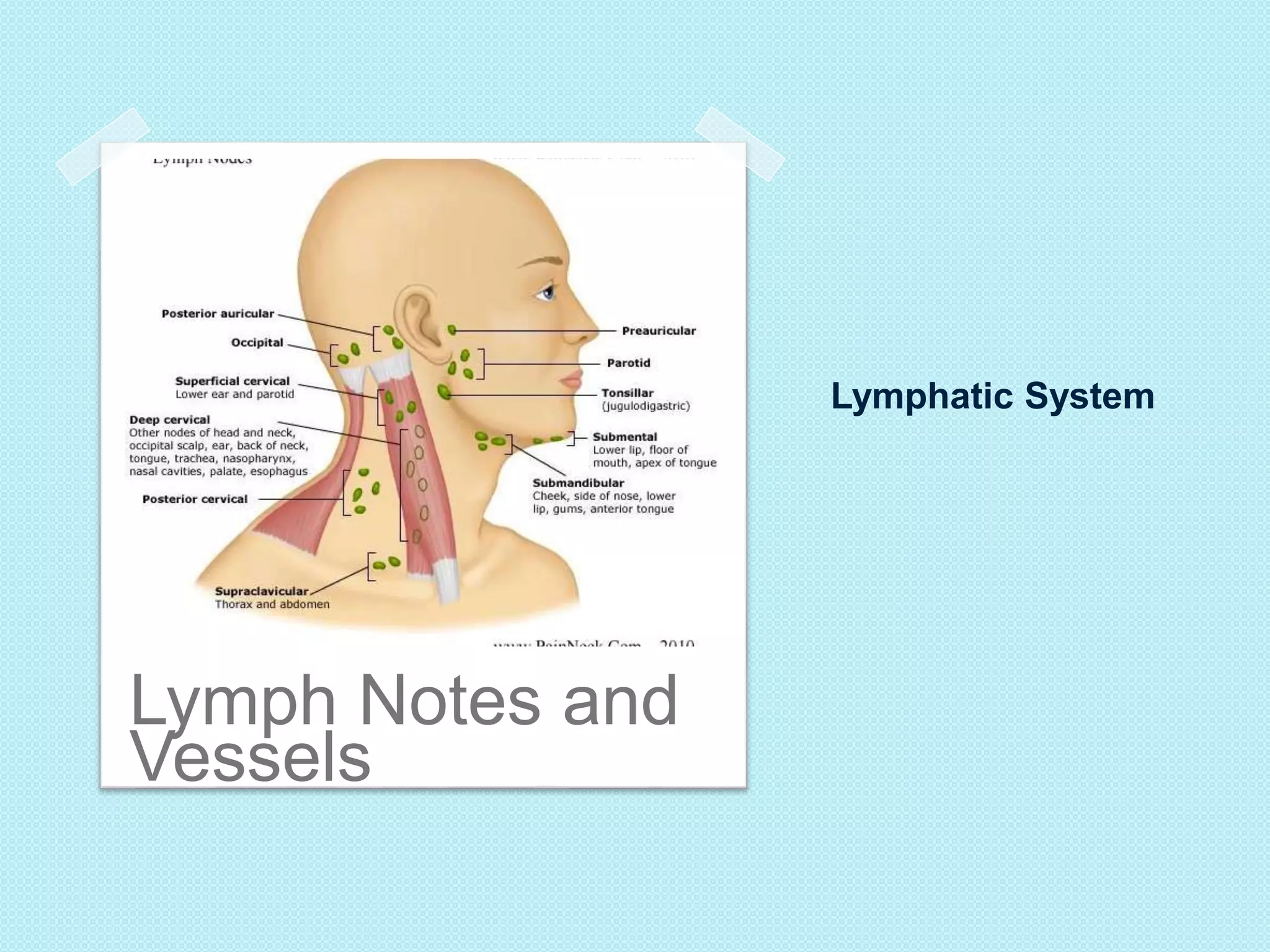 Lymphatic System 
Lymph Notes and 
Vessels 
 