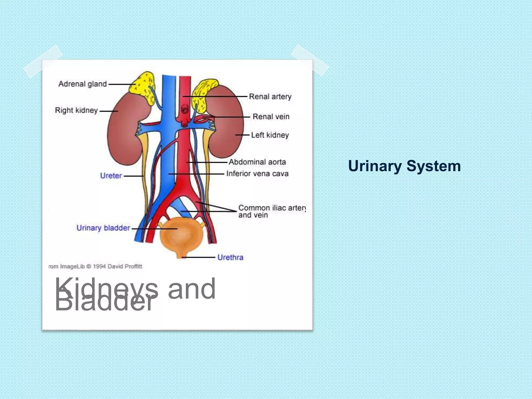 Urinary System 
BKiladdndeyesr and 
 