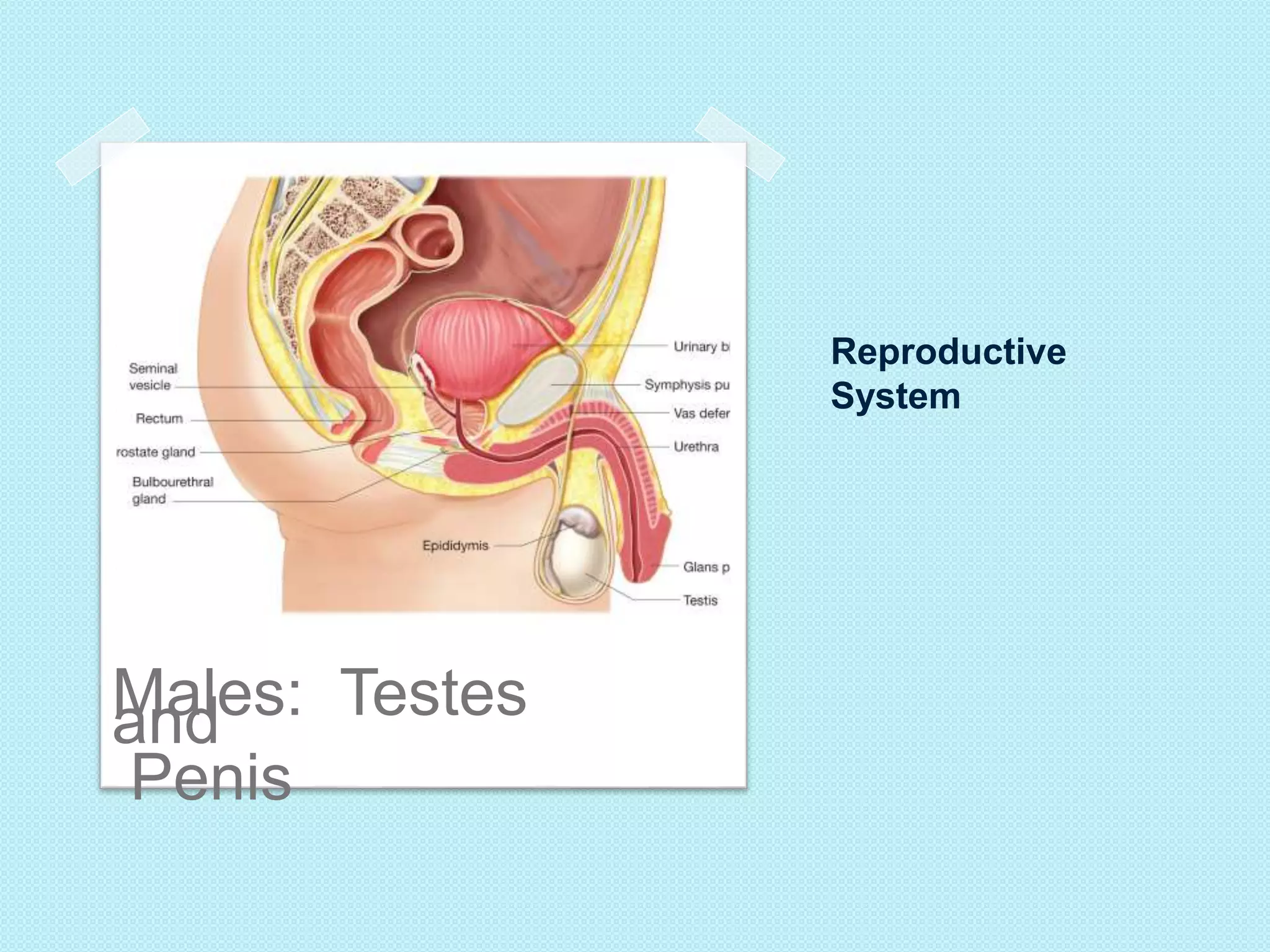 Reproductive 
System 
aMnadles: Testes 
Penis 
 