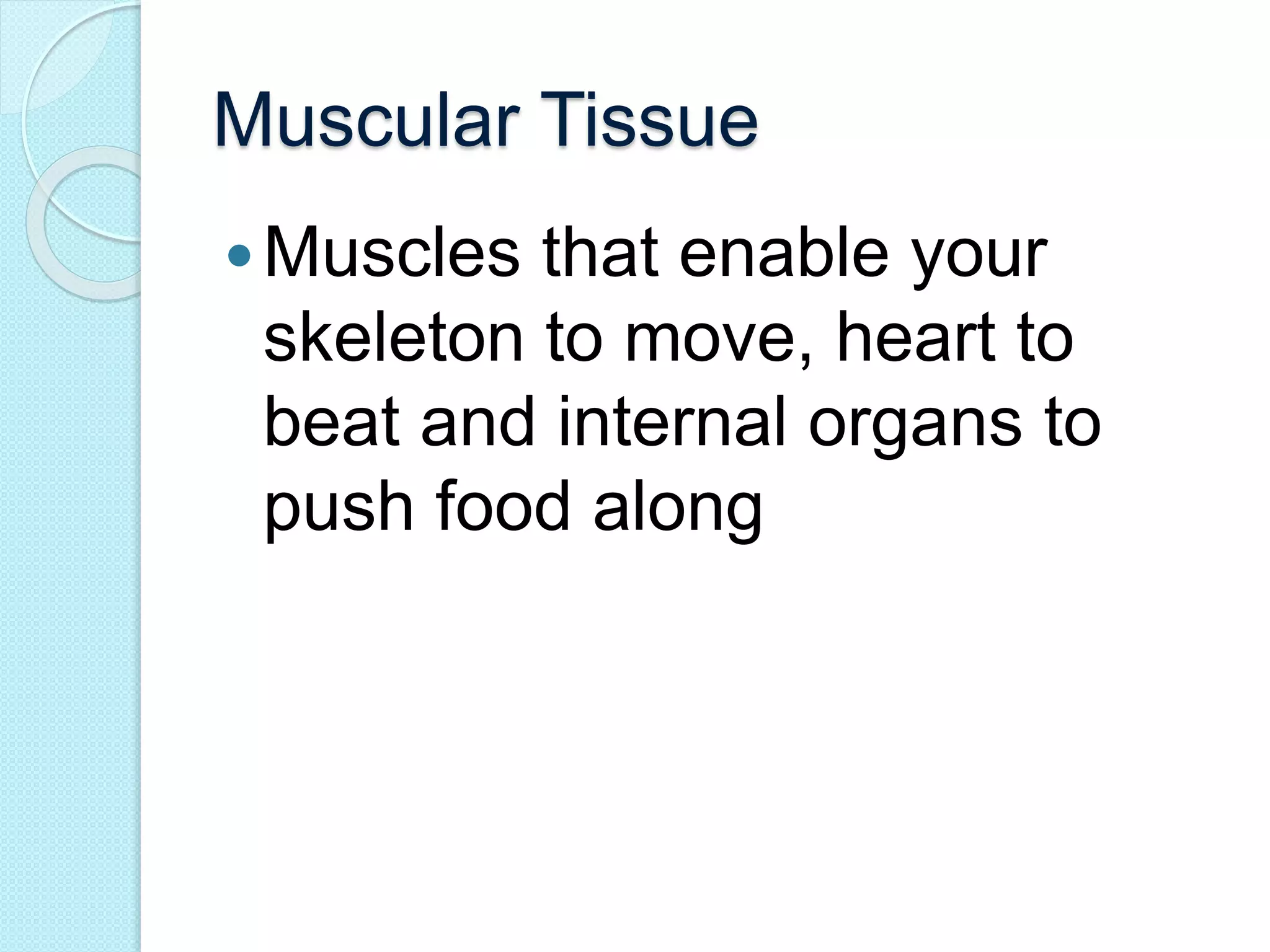 Muscular Tissue 
Muscles that enable your 
skeleton to move, heart to 
beat and internal organs to 
push food along 
 