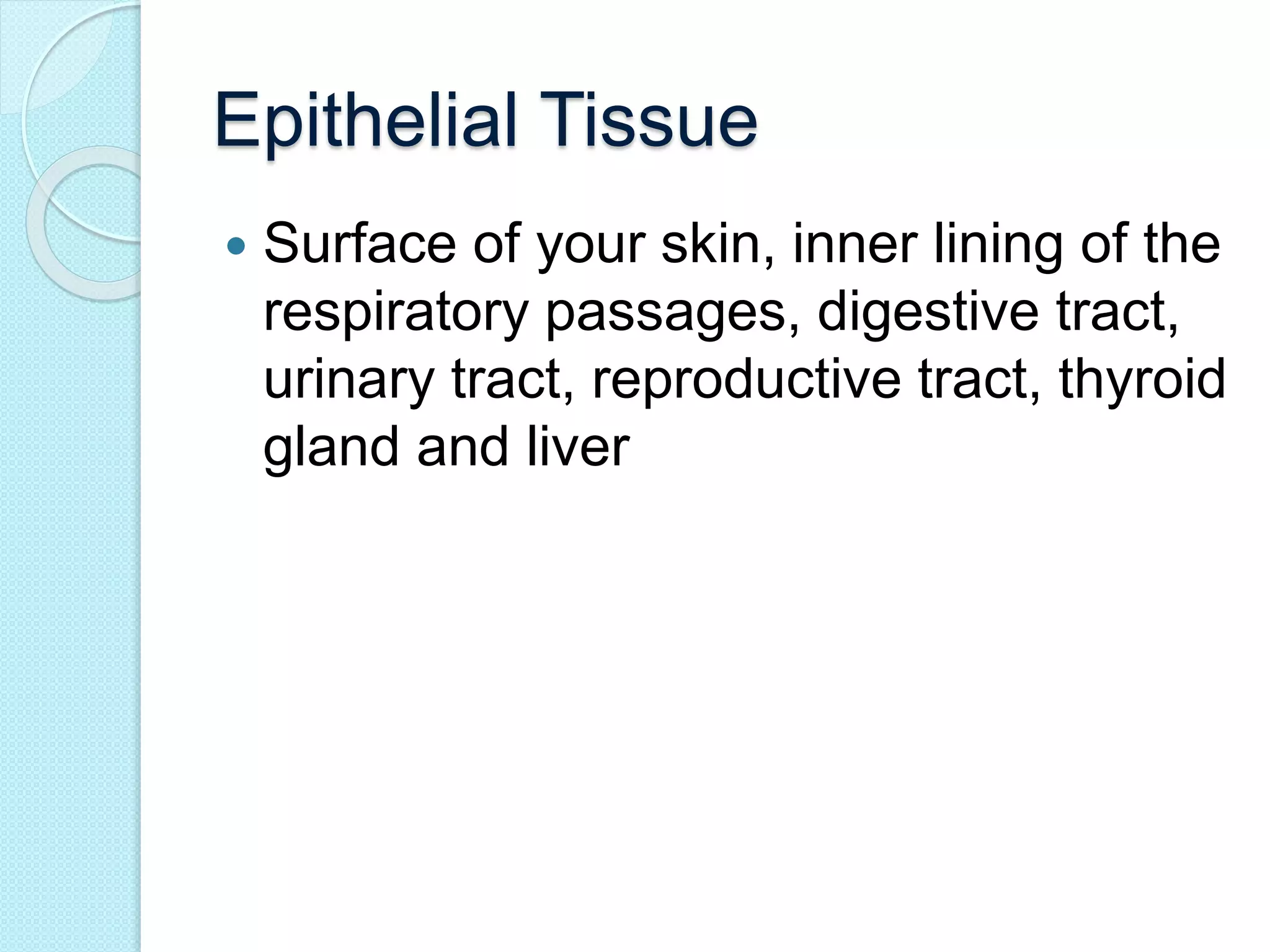 Epithelial Tissue 
 Surface of your skin, inner lining of the 
respiratory passages, digestive tract, 
urinary tract, reproductive tract, thyroid 
gland and liver 
 