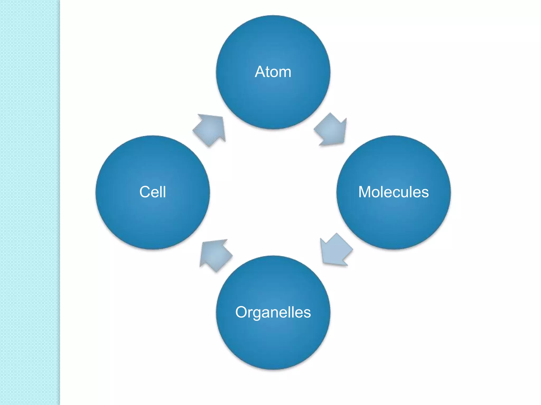 Atom 
Molecules 
Organelles 
Cell 
 