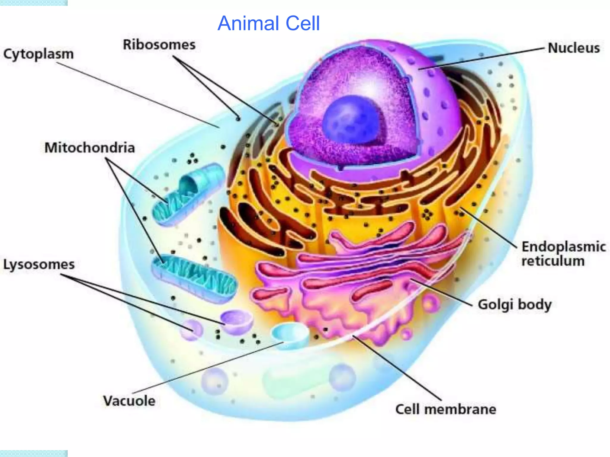 Animal Cell 
 