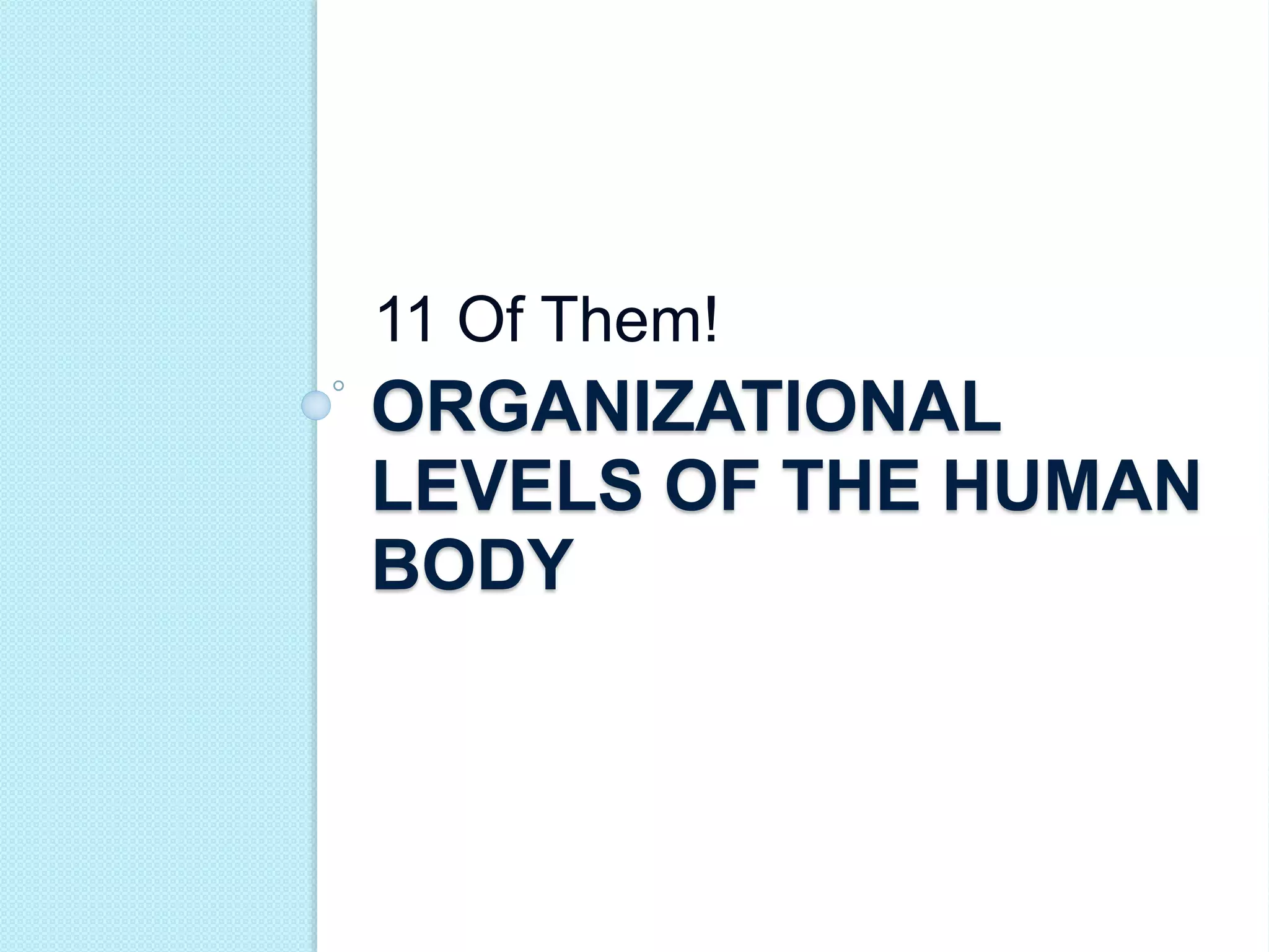 11 Of Them! 
ORGANIZATIONAL 
LEVELS OF THE HUMAN 
BODY 
 
