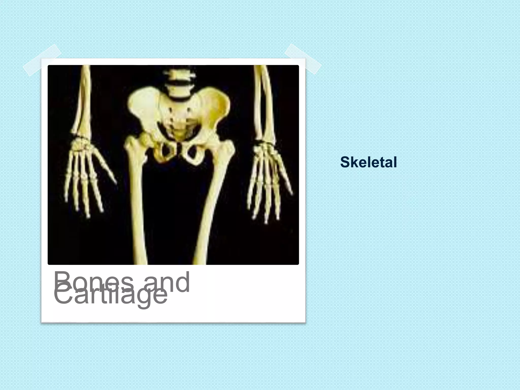 Skeletal 
BCoanrteilas gaend 
 