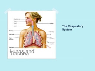 The Respiratory 
System 
LTurancghse aand 
 