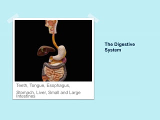 The Digestive 
System 
Teeth, Tongue, Esophagus, 
Stomach, Liver, Small and Large 
Intestines 
 