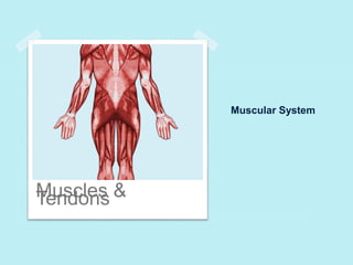 Muscular System 
TMeunsdcolenss & 
 