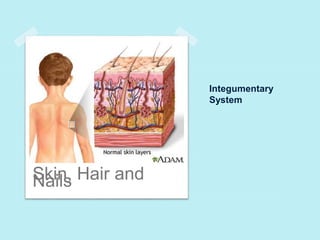 Integumentary 
System 
SNkaiinls, Hair and 
 