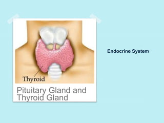 Endocrine System 
Pituitary Gland and 
Thyroid Gland 
 