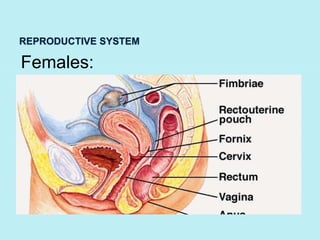 REPRODUCTIVE SYSTEM 
Females: 
Ovaries and 
Uterus 
 