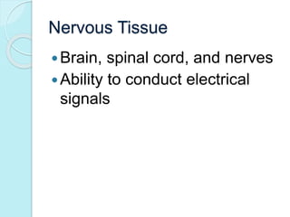 Nervous Tissue 
 Brain, spinal cord, and nerves 
 Ability to conduct electrical 
signals 
 