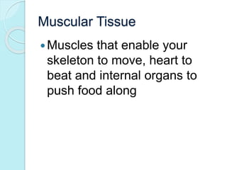 Muscular Tissue 
Muscles that enable your 
skeleton to move, heart to 
beat and internal organs to 
push food along 
 
