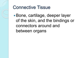 Connective Tissue 
Bone, cartilage, deeper layer 
of the skin, and the bindings or 
connectors around and 
between organs 
 