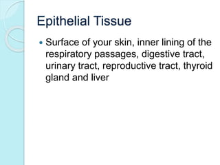 Epithelial Tissue 
 Surface of your skin, inner lining of the 
respiratory passages, digestive tract, 
urinary tract, reproductive tract, thyroid 
gland and liver 
 