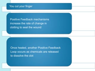 You cut your finger 
Positive Feedback mechanisms 
increase the rate of change in 
clotting to seal the wound 
Once healed, another Positive Feedback 
Loop occurs as chemicals are released 
to dissolve the clot 
 