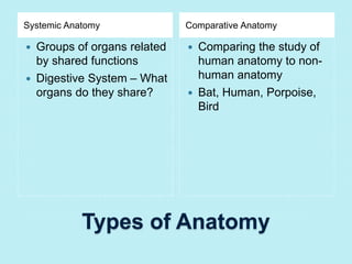 Systemic Anatomy Comparative Anatomy 
 Groups of organs related 
by shared functions 
 Digestive System – What 
organs do they share? 
 Comparing the study of 
human anatomy to non-human 
anatomy 
 Bat, Human, Porpoise, 
Bird 
Types of Anatomy 
 