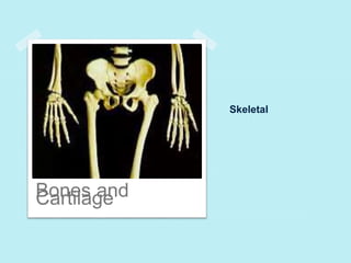 Skeletal 
BCoanrteilas gaend 
 