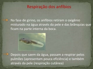 Na fase de girino, os anfíbios retiram o oxigênio
misturado na água através da pele e das brânquias que
ficam na parte interna da boca.
Depois que saem da água, passam a respirar pelos
pulmões (apresentam pouca eficiência) e também
através da pele (respiração cutânea)
Respiração dos anfíbios
 