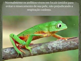 Normalmente os anfíbios vivem em locais úmidos para
evitar o ressecamento de sua pele, não prejudicando a
respiração cutânea.
 