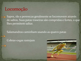 Sapos, rãs e pererecas geralmente se locomovem através
de saltos. Suas patas traseiras são compridas e fortes, o que
lhes permitem saltar.
Salamandras caminham usando as quatro patas
Cobras-cegas rastejam
 