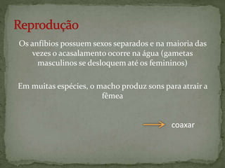 Os anfíbios possuem sexos separados e na maioria das
vezes o acasalamento ocorre na água (gametas
masculinos se desloquem até os femininos)
Em muitas espécies, o macho produz sons para atrair a
fêmea
coaxar
 