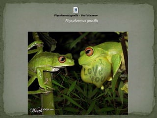 Physalaemus gracilis
 