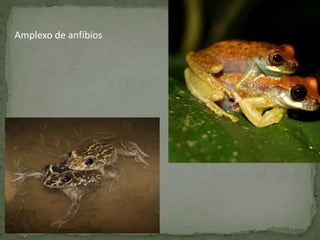Amplexo de anfíbios
 