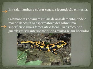Em salamandras e cobras cegas, a fecundação é interna.
Salamandras possuem rituais de acasalamento, onde o
macho deposita os espermatozóides sobre uma
superfície e guia a fêmea até o local. Ela os recolhe e
guarda em seu interior até que os óvulos sejam liberados
 