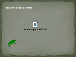 Possuem cuidado parental
 