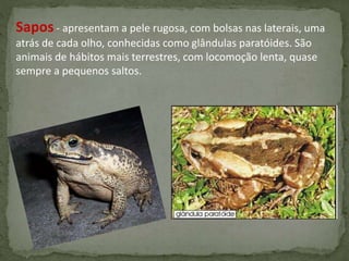 Sapos - apresentam a pele rugosa, com bolsas nas laterais, uma
atrás de cada olho, conhecidas como glândulas paratóides. São
animais de hábitos mais terrestres, com locomoção lenta, quase
sempre a pequenos saltos.
 